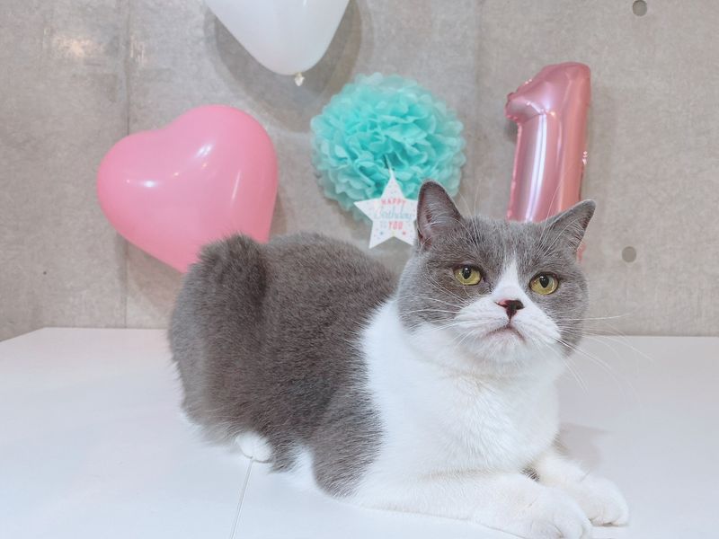 風船と飾りつけの前で、白いテーブルにのんびり伏せるまりも