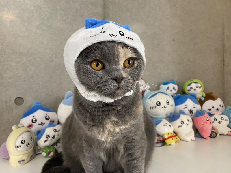 かぶりものをかぶったもずくの顔を大きく写したもの